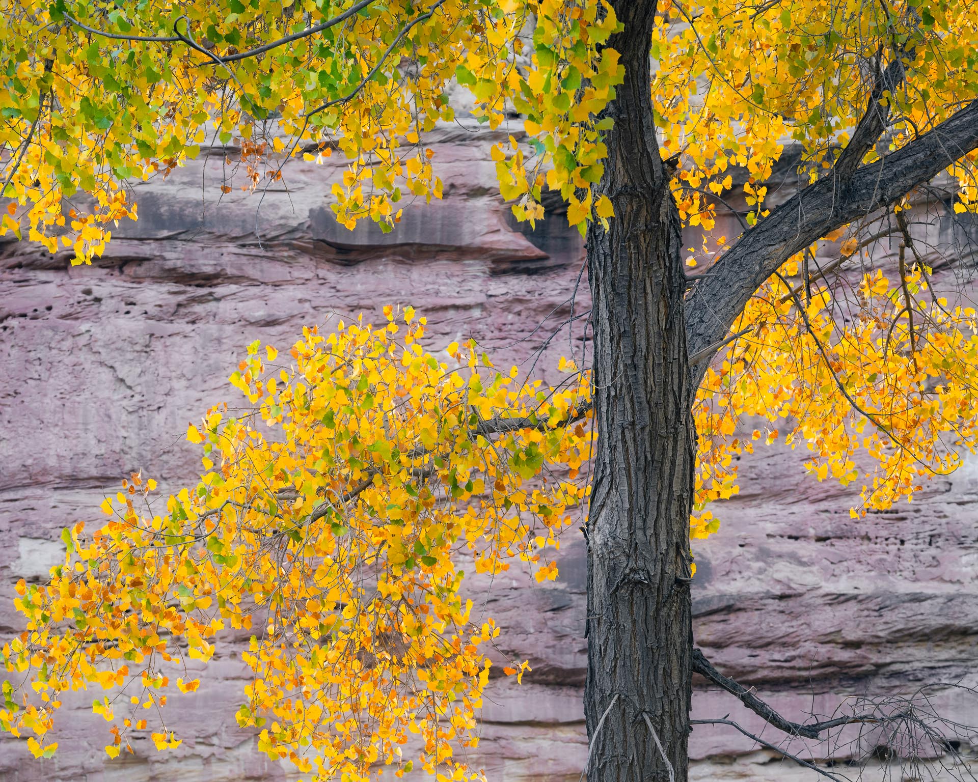 Cottonwood and Canyon Wall