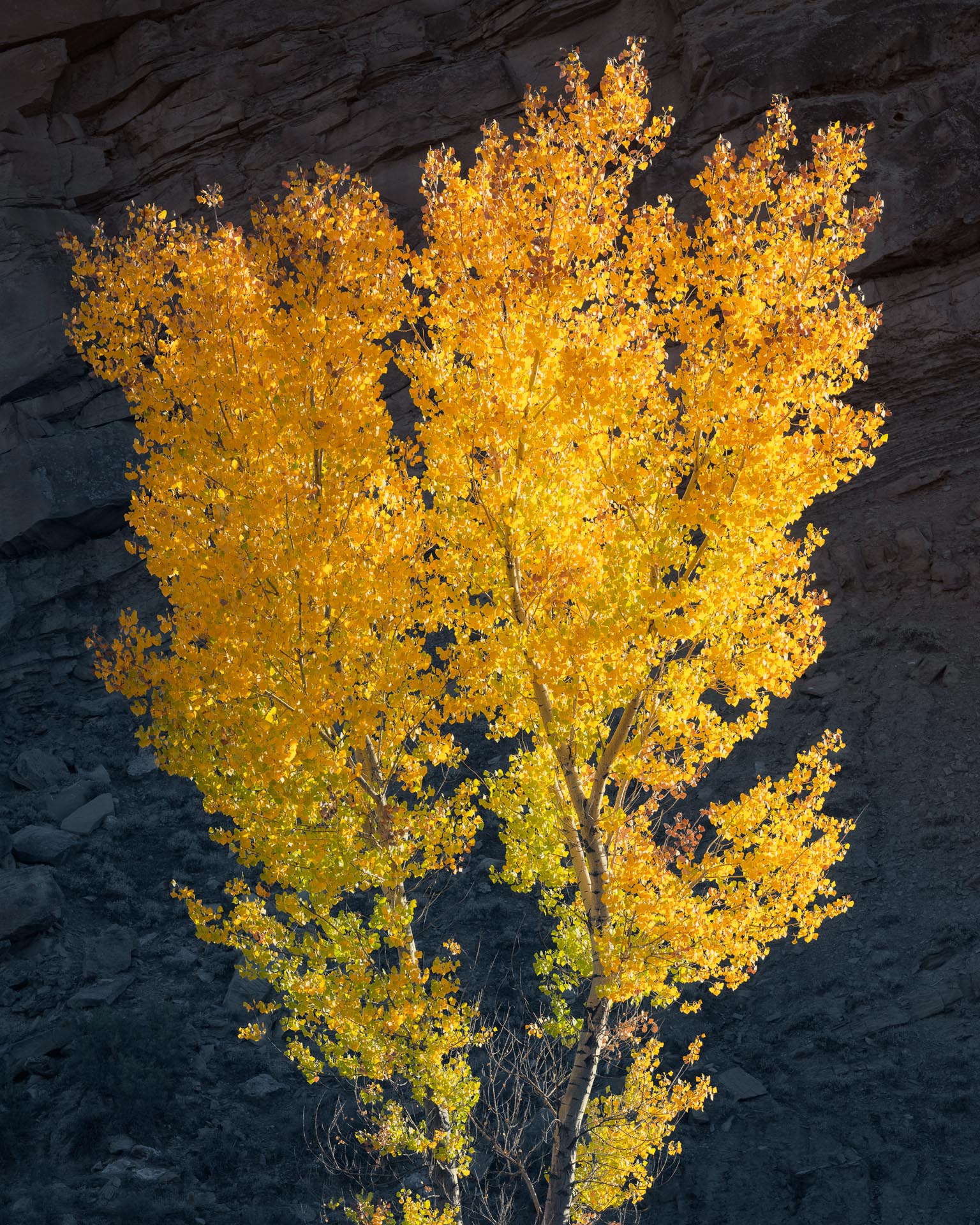 Backlit Cottonwood Study