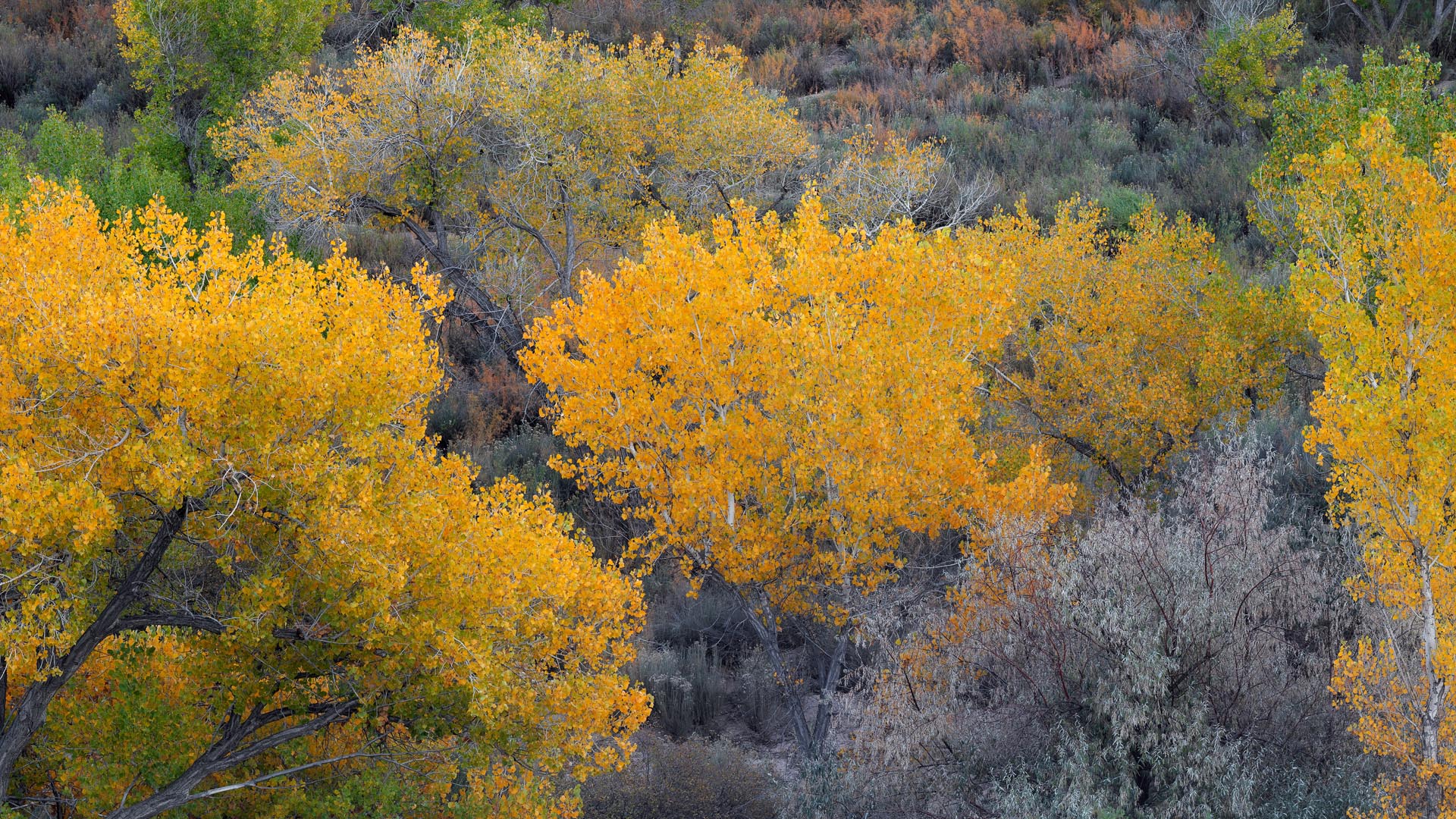 Autumn Palette at South Cainville Mesa