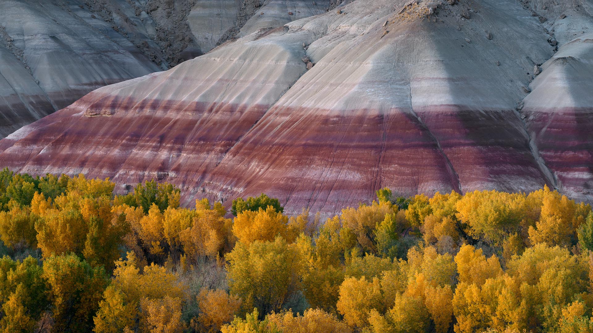 Chinle Formation and Cottonwoods at Dusk