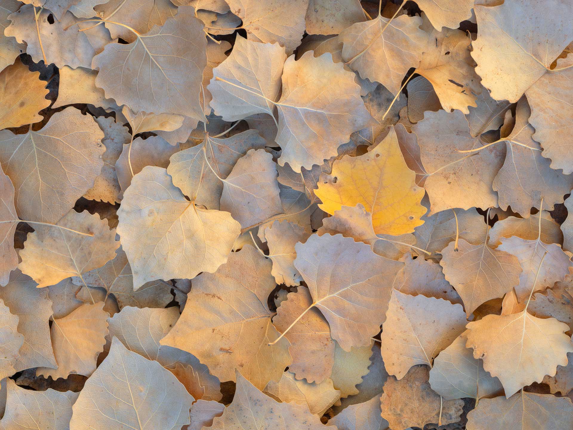 Fallen Cottonwood Leaves